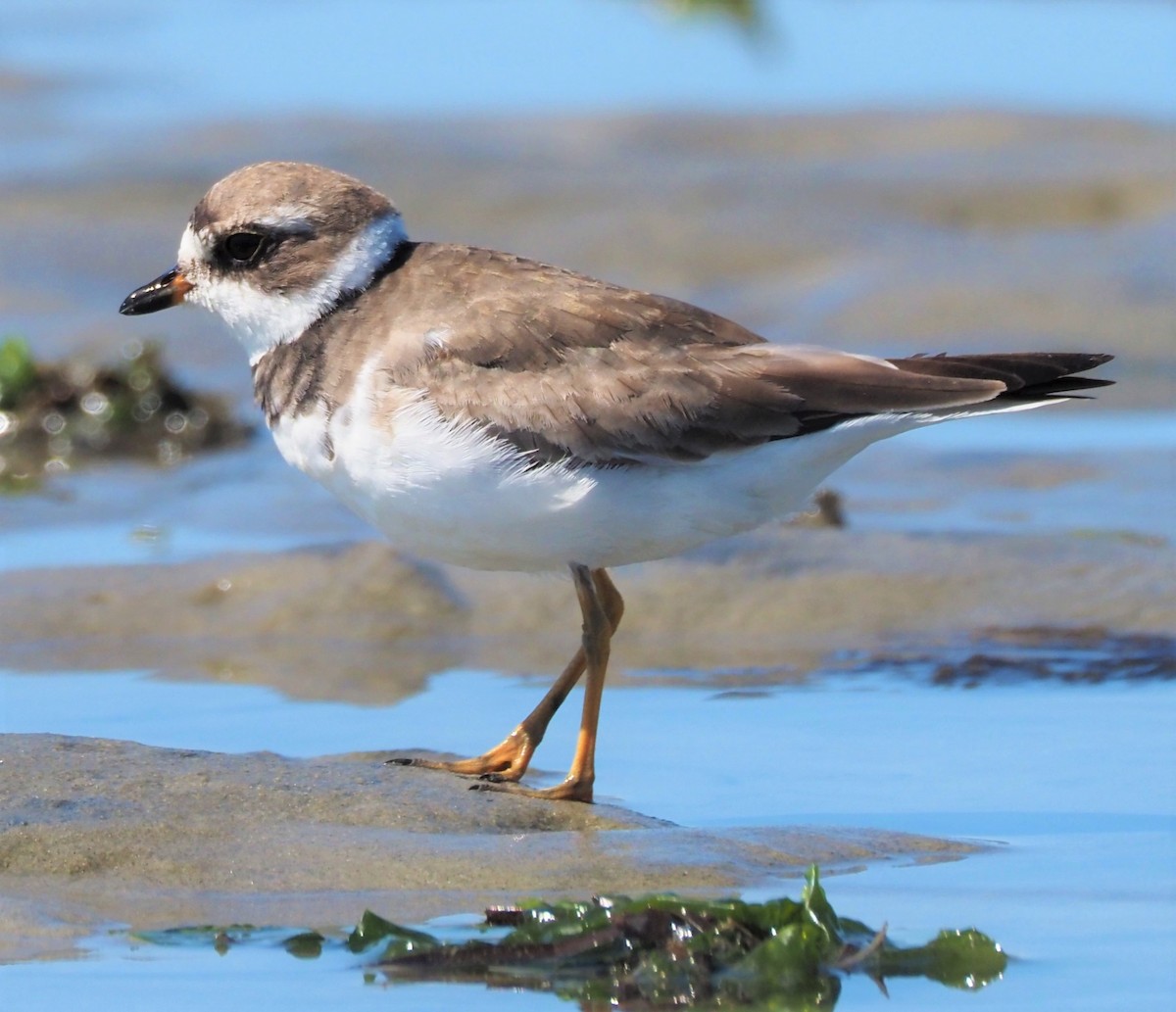 Semipalmated Plover - ML366377351