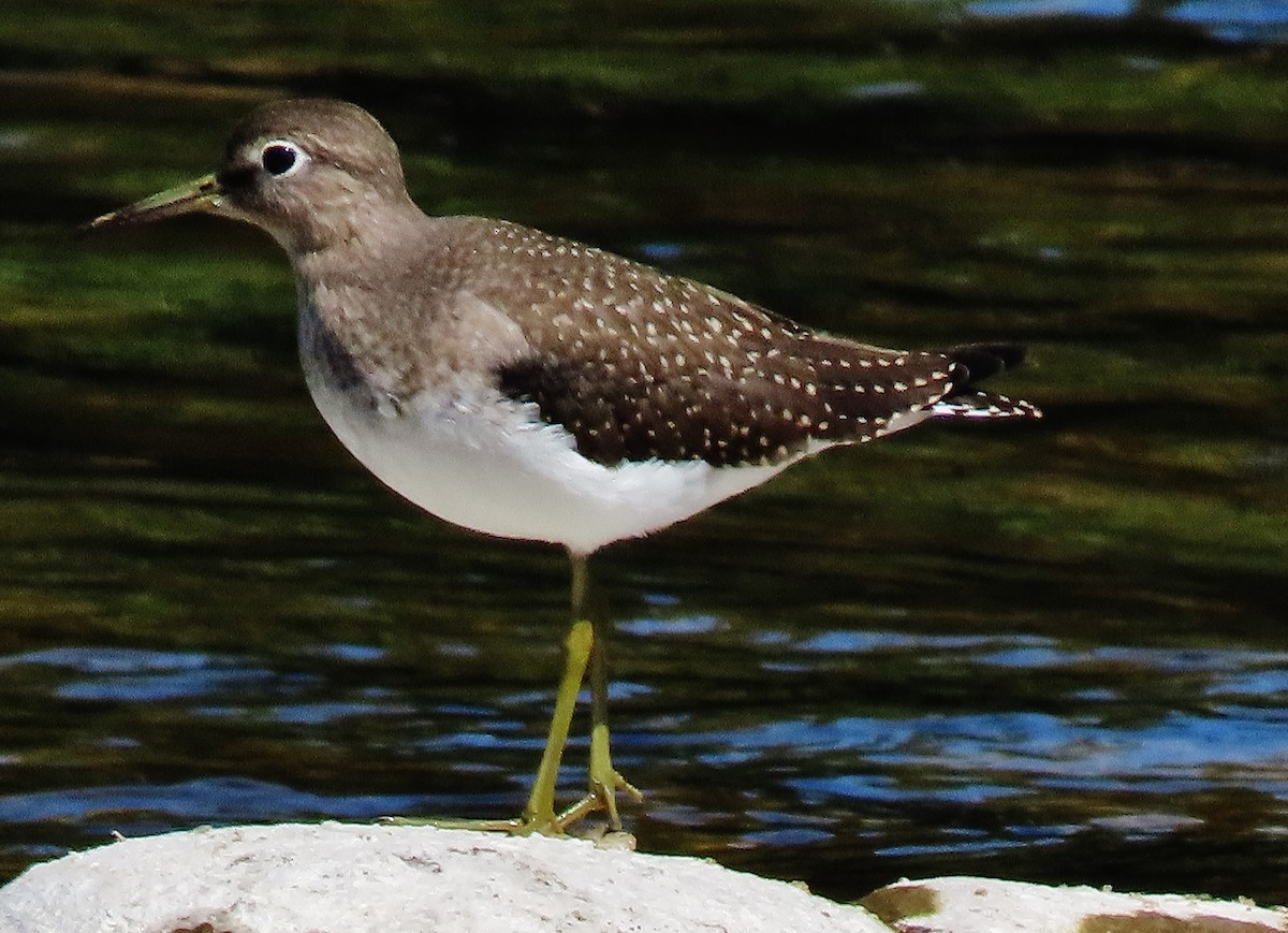 Solitary Sandpiper - ML366378071