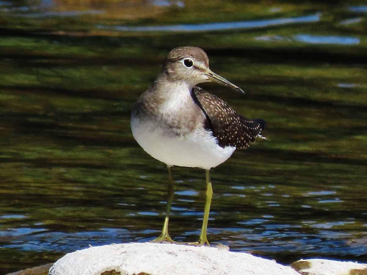 Solitary Sandpiper - ML366378091