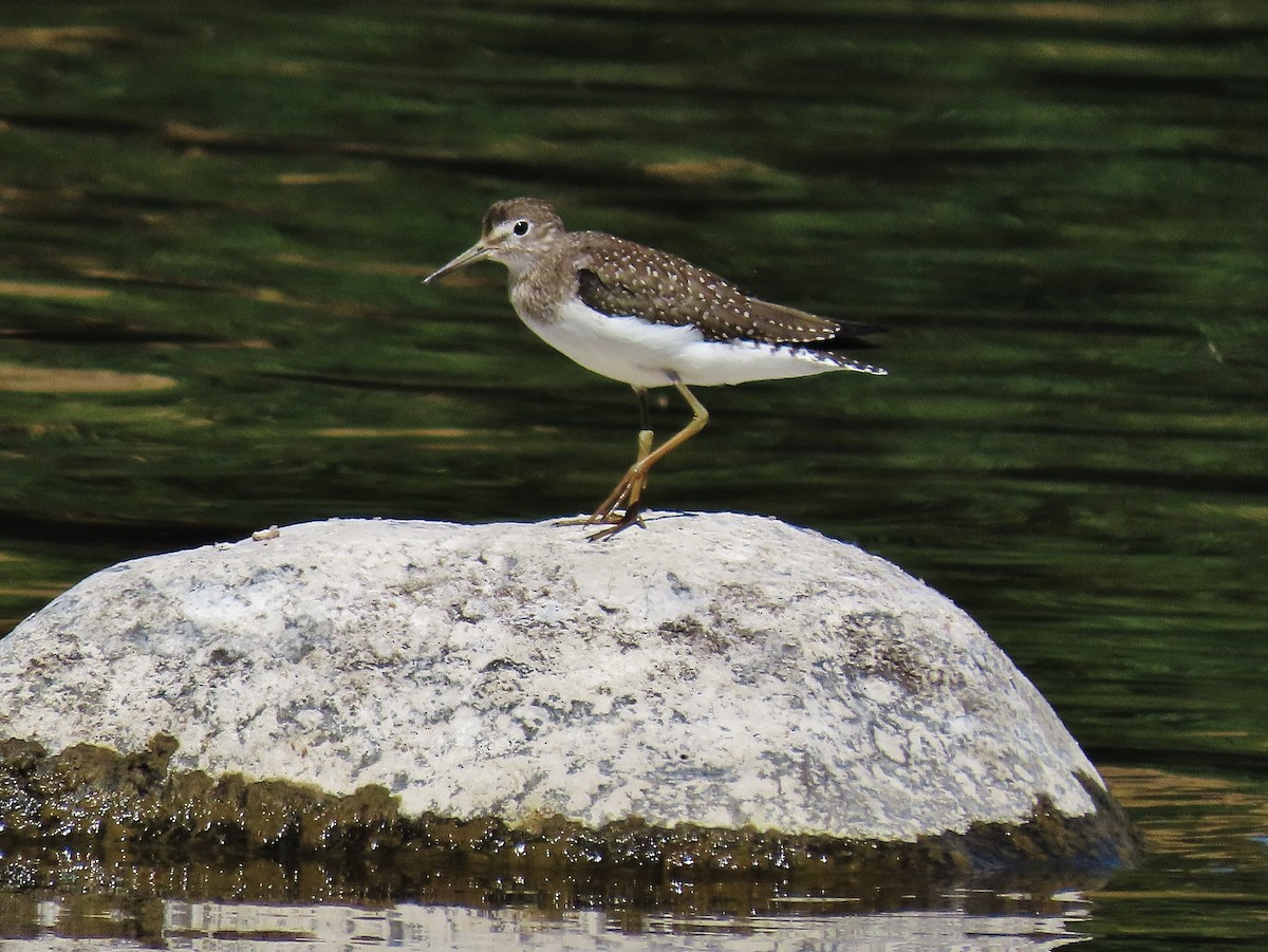 Solitary Sandpiper - ML366378151