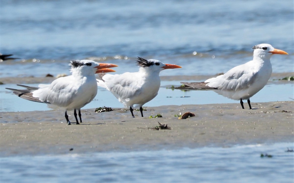 Royal Tern - ML366378241