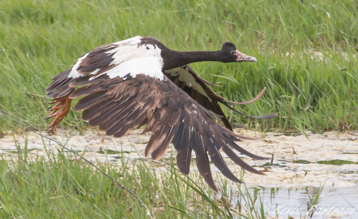 Magpie Goose - ML366381321