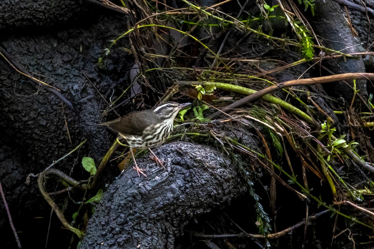 Northern Waterthrush - ML366381841