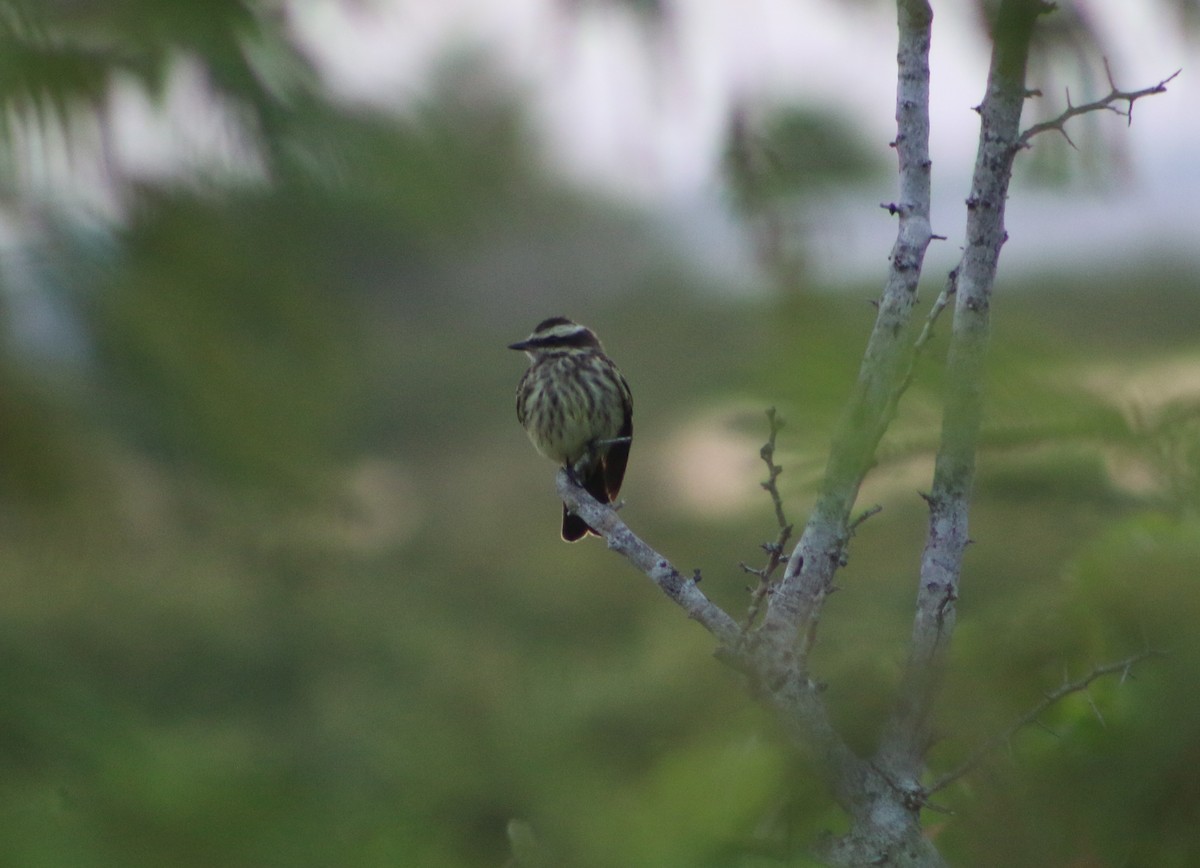 Variegated Flycatcher - ML36638211