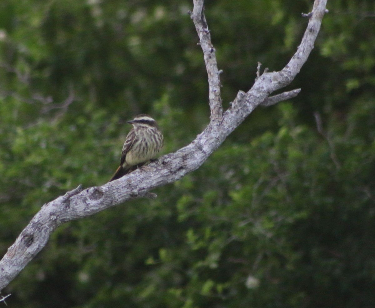 Variegated Flycatcher - ML36638221