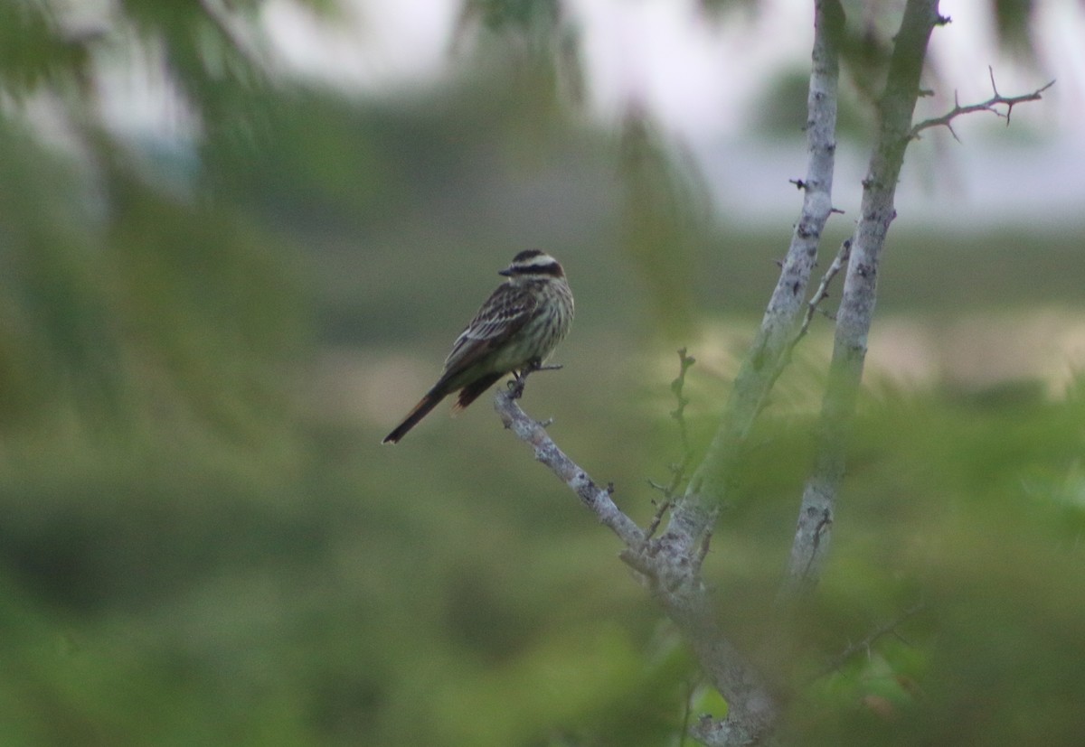 Variegated Flycatcher - ML36638231