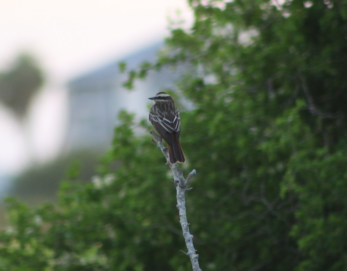 Variegated Flycatcher - ML36638251