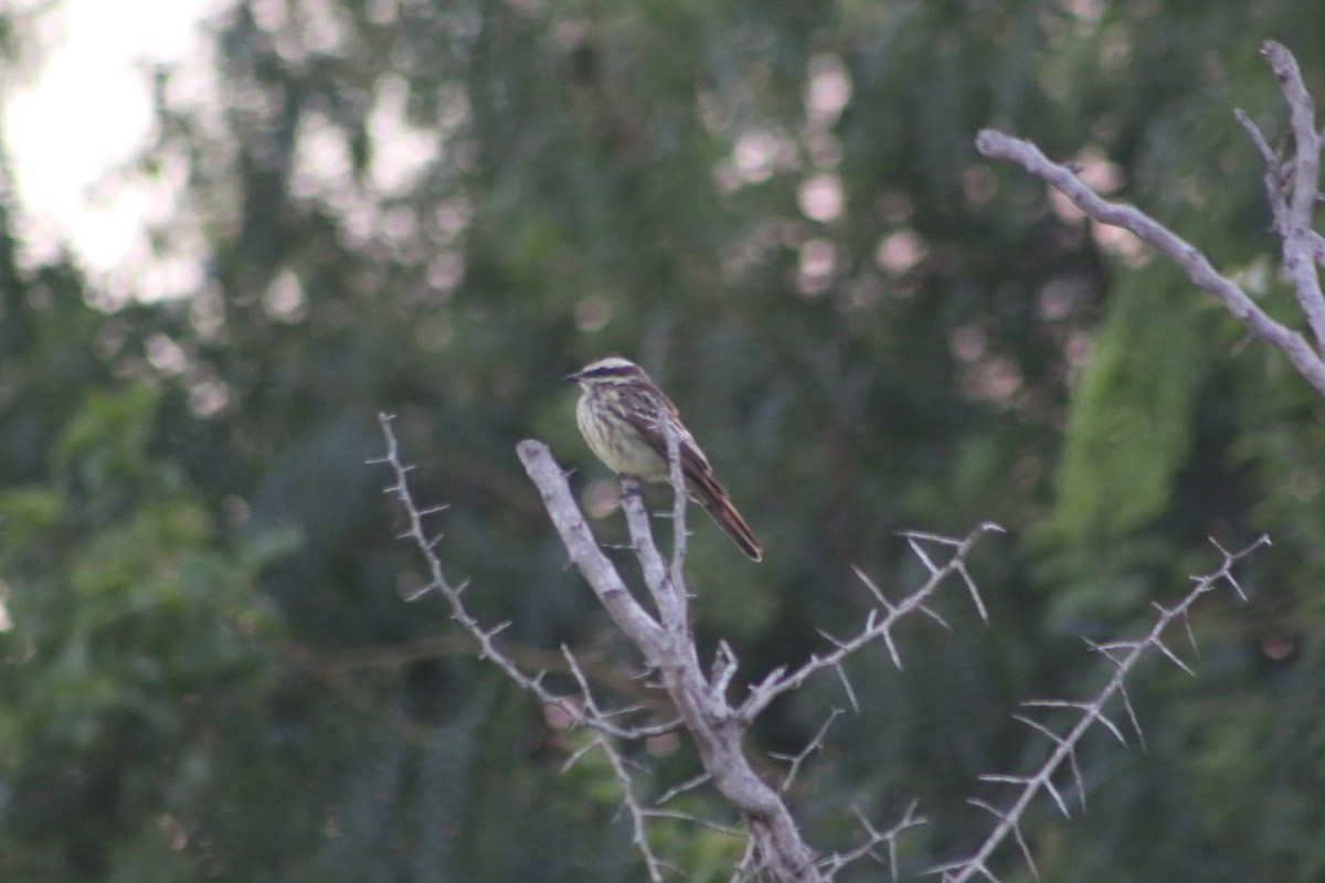 Variegated Flycatcher - ML36638371