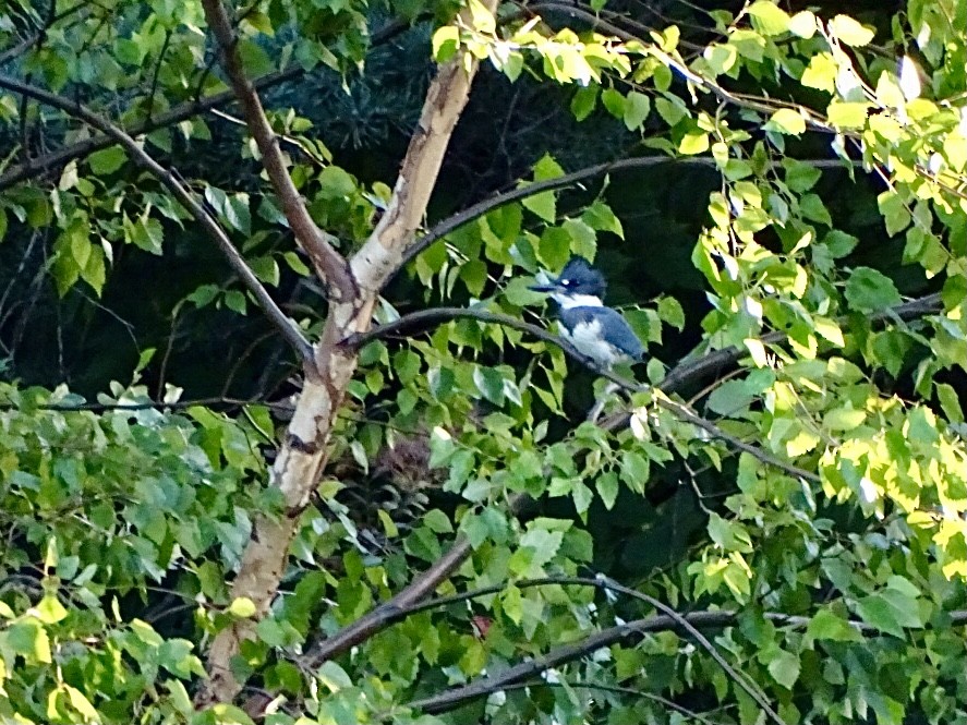 Belted Kingfisher - Janet Wooten
