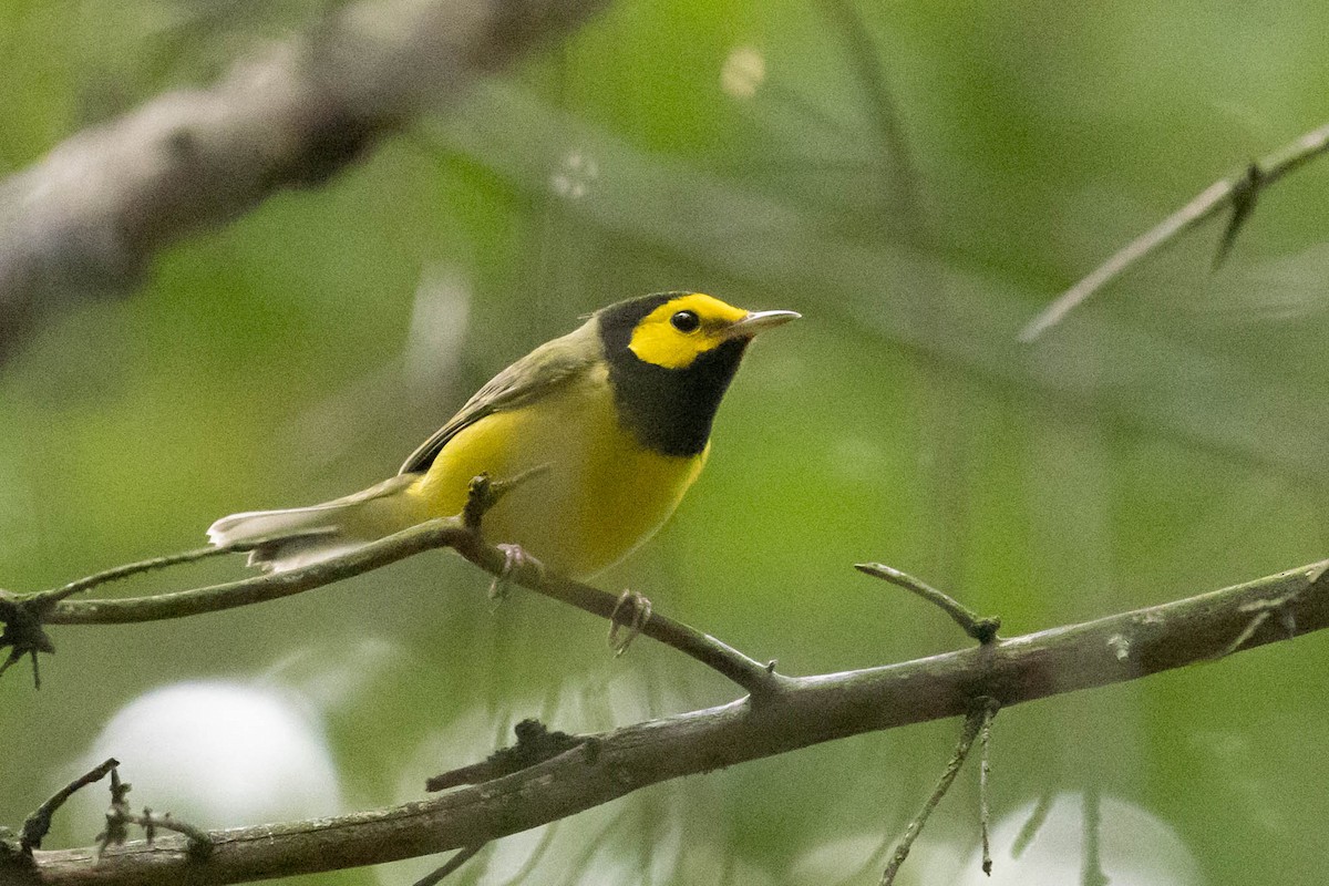 Hooded Warbler - ML366387971
