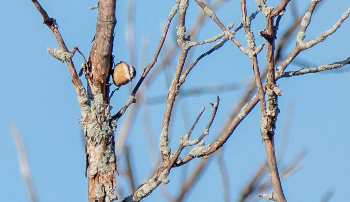 Red-breasted Nuthatch - ML366390101