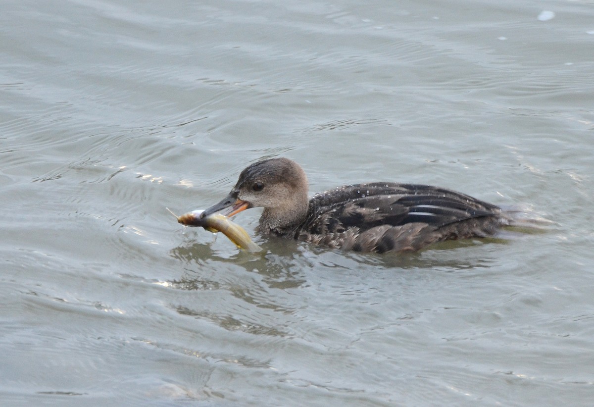 Hooded Merganser - Asher  Warkentin