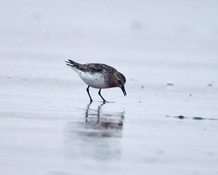 Red-necked Stint - Tom Murray