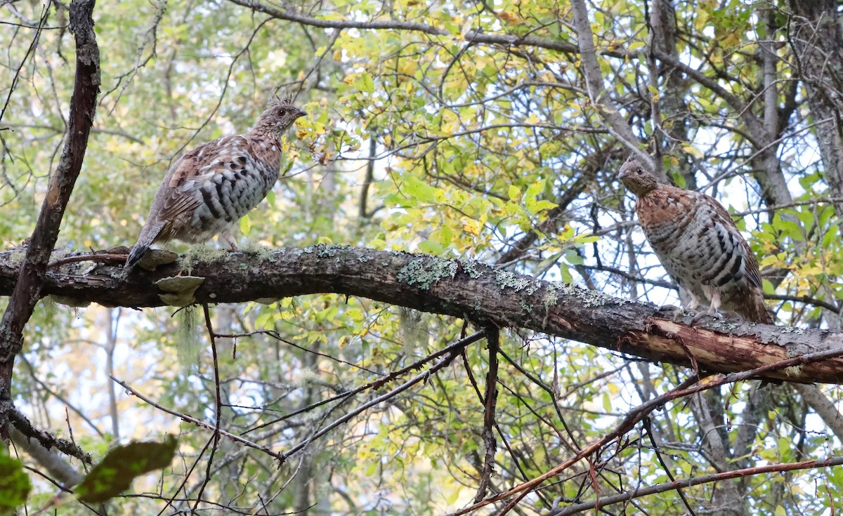 Ruffed Grouse - Brandy Johnson