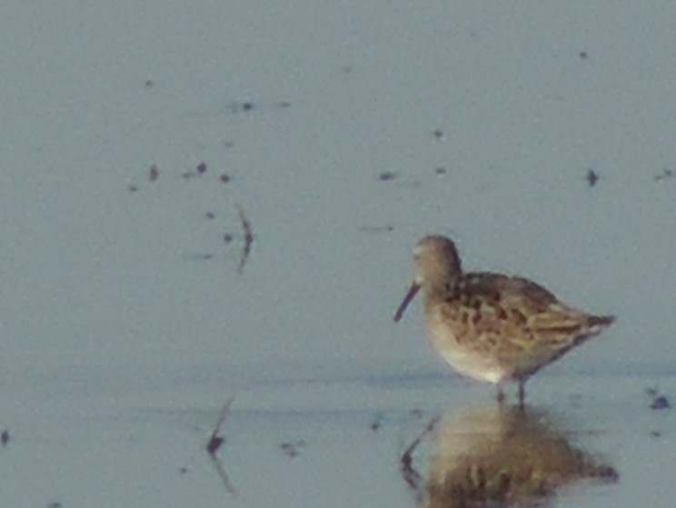 חופית תמירונית - ML366393621