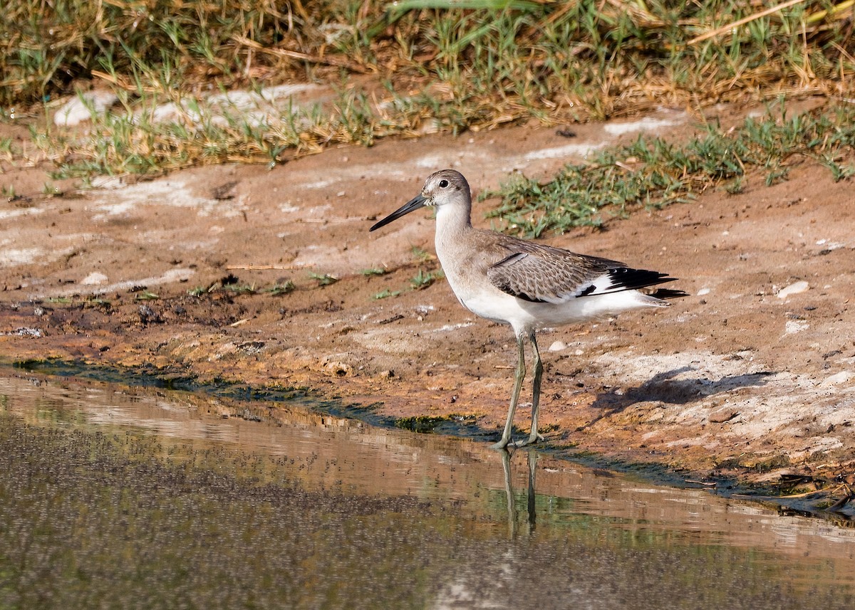 Willet - Jason Garcia