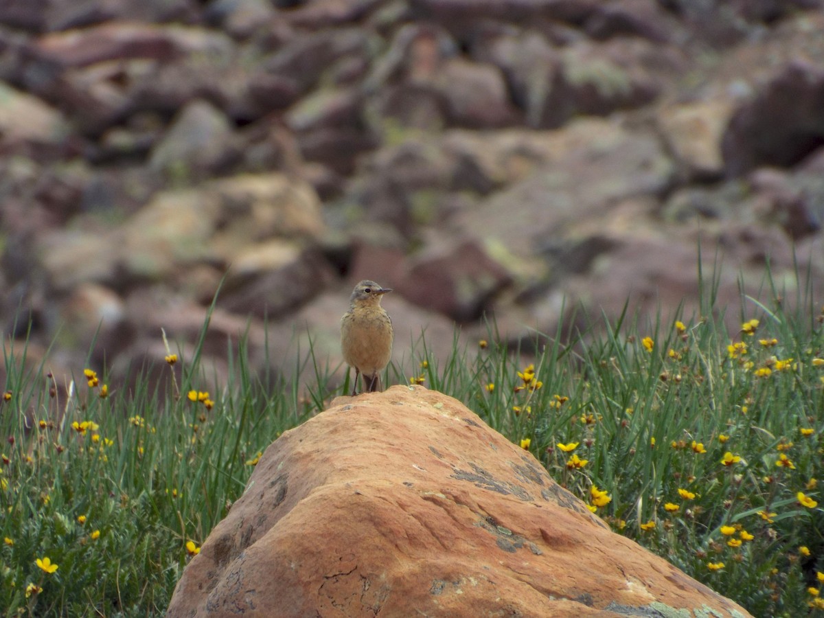 American Pipit - Brenton Reyner