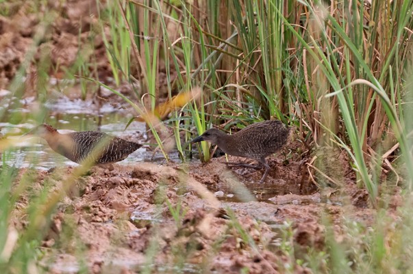 Slaty-breasted Rail - Nitin Srinivasa Murthy