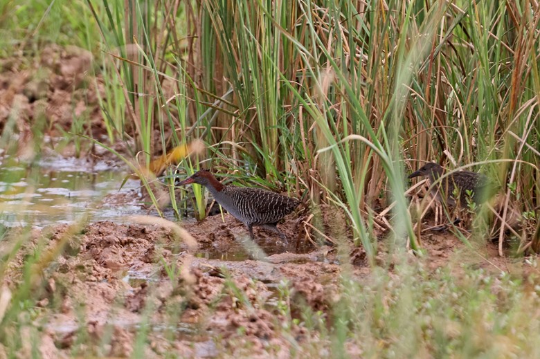 Slaty-breasted Rail - Nitin Srinivasa Murthy