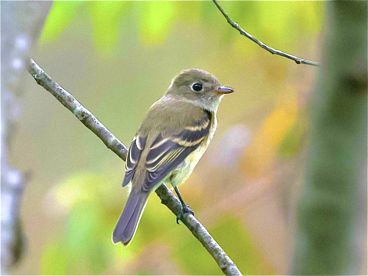 Least Flycatcher - ML366398751