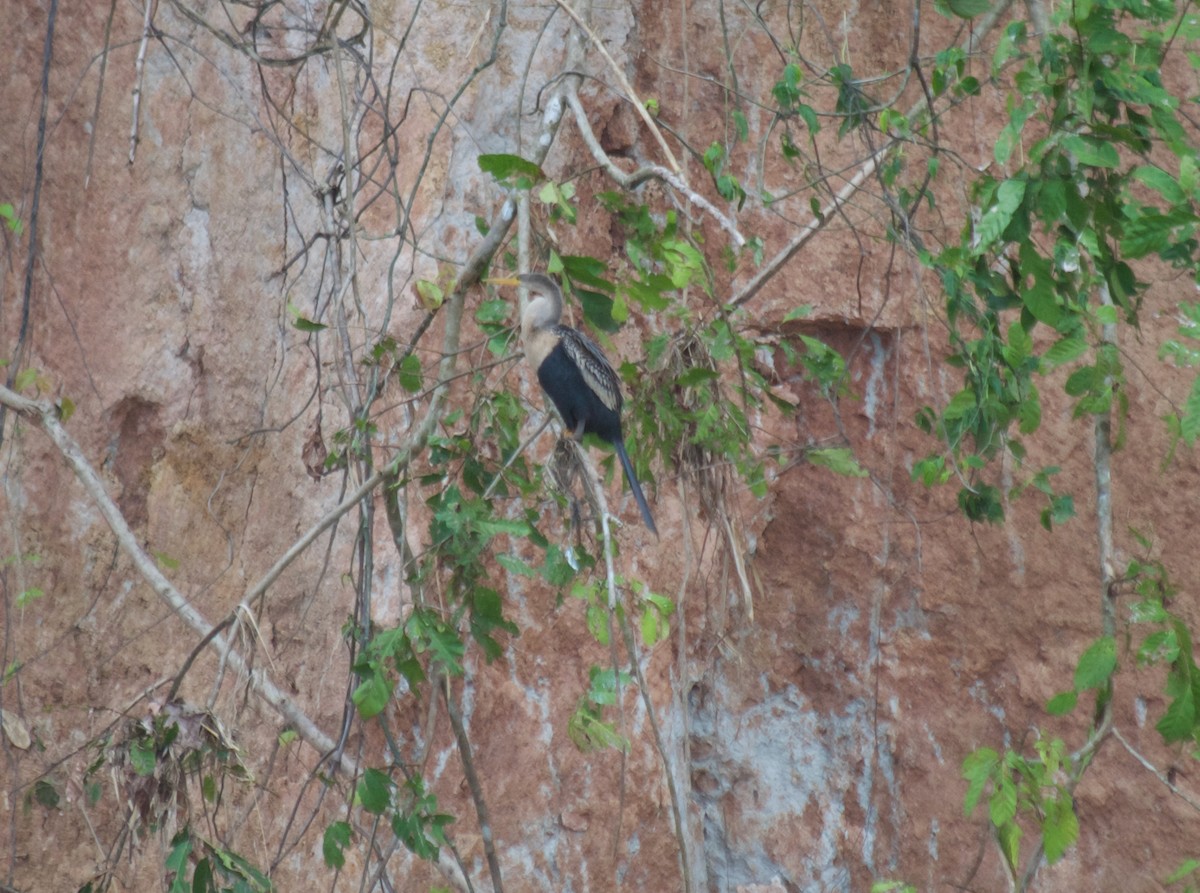 Anhinga - ML366399831