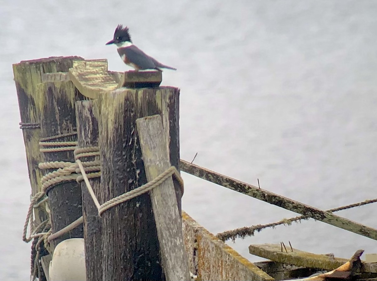 Belted Kingfisher - ML366400921