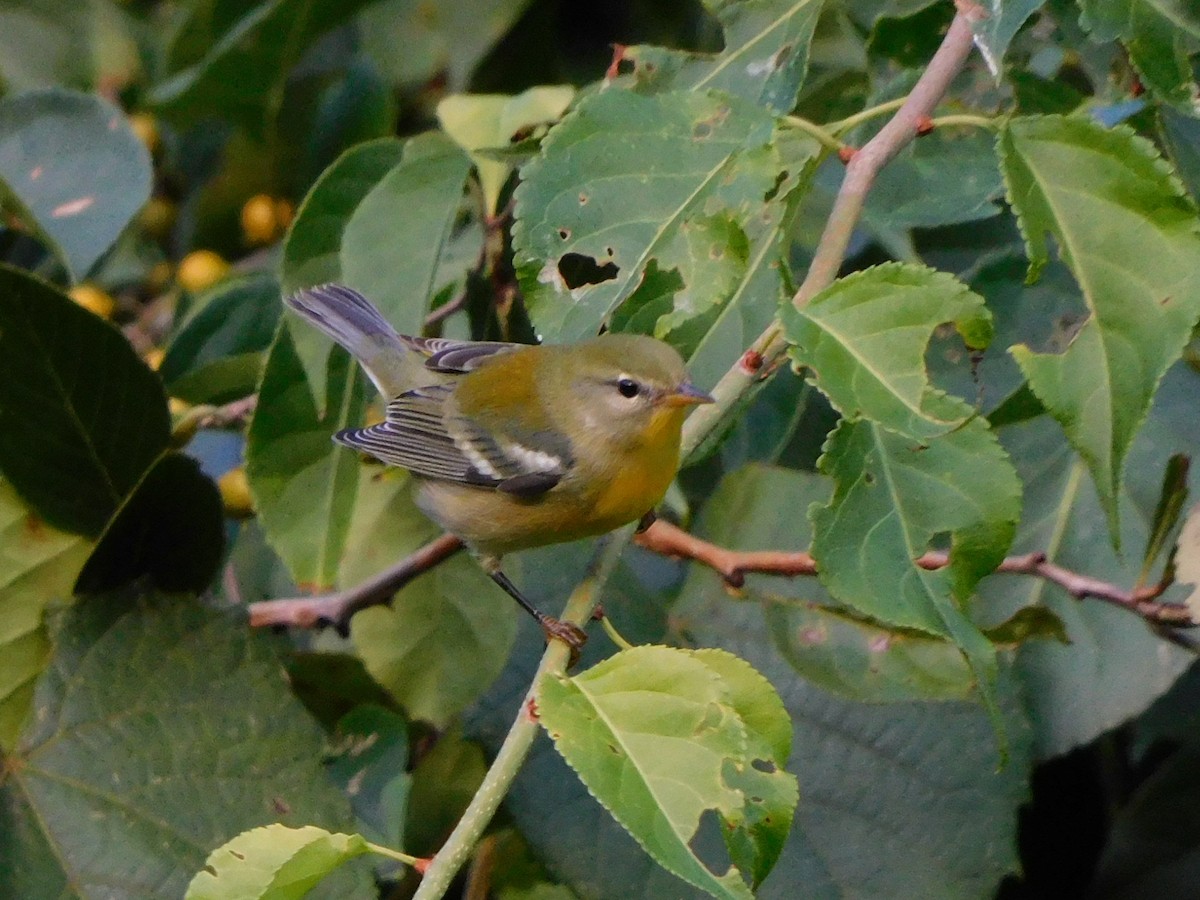 Northern Parula - Travis Philo