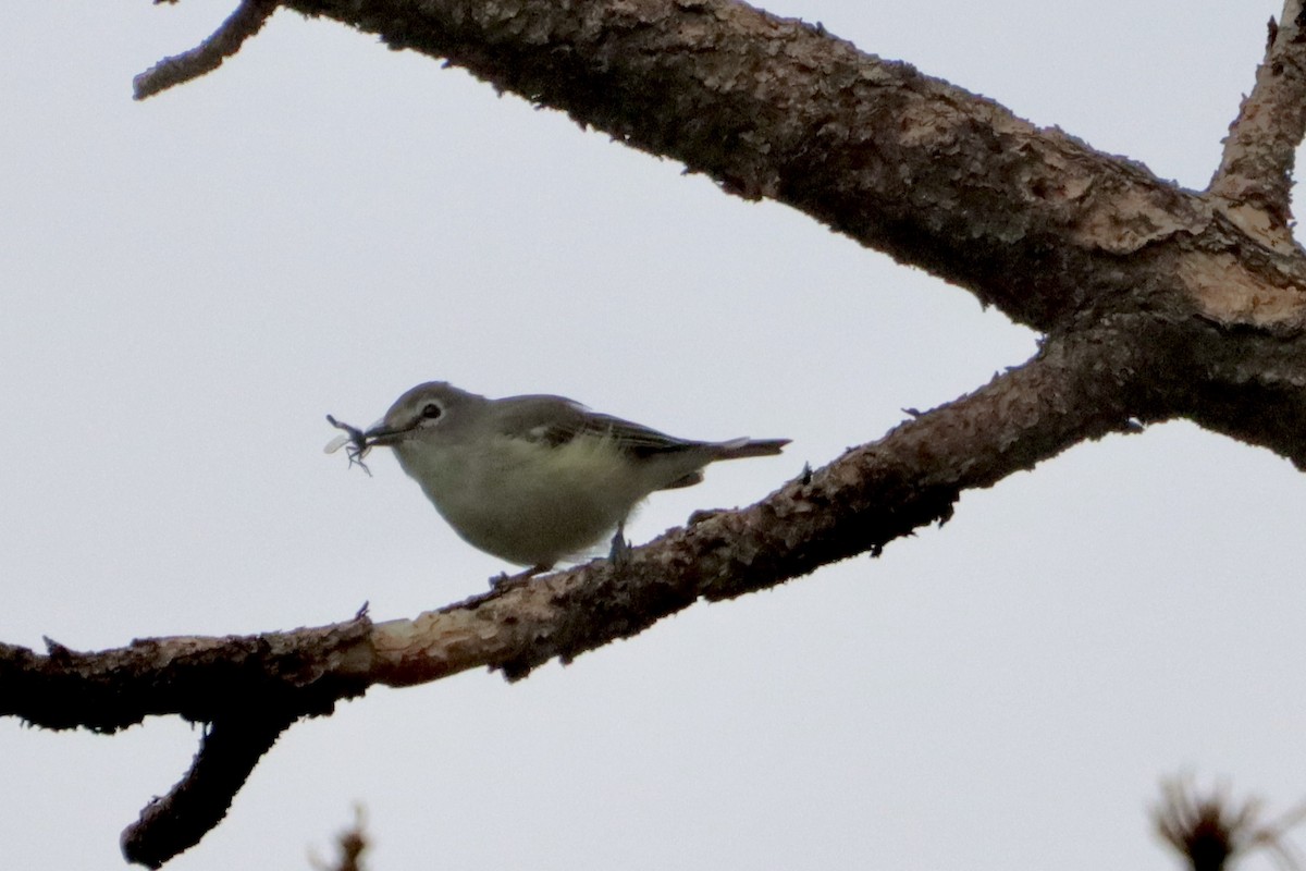 Vireo Plomizo - ML366401061