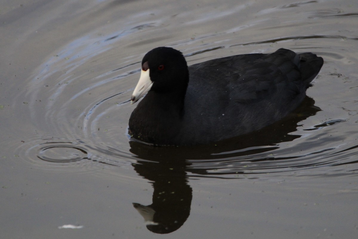 American Coot - ML366403031