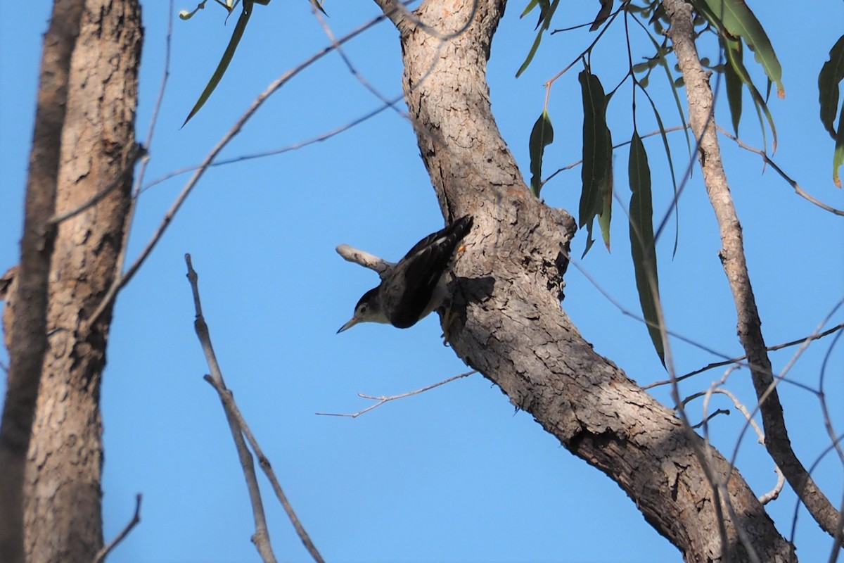 Varied Sittella (White-winged) - ML366404221