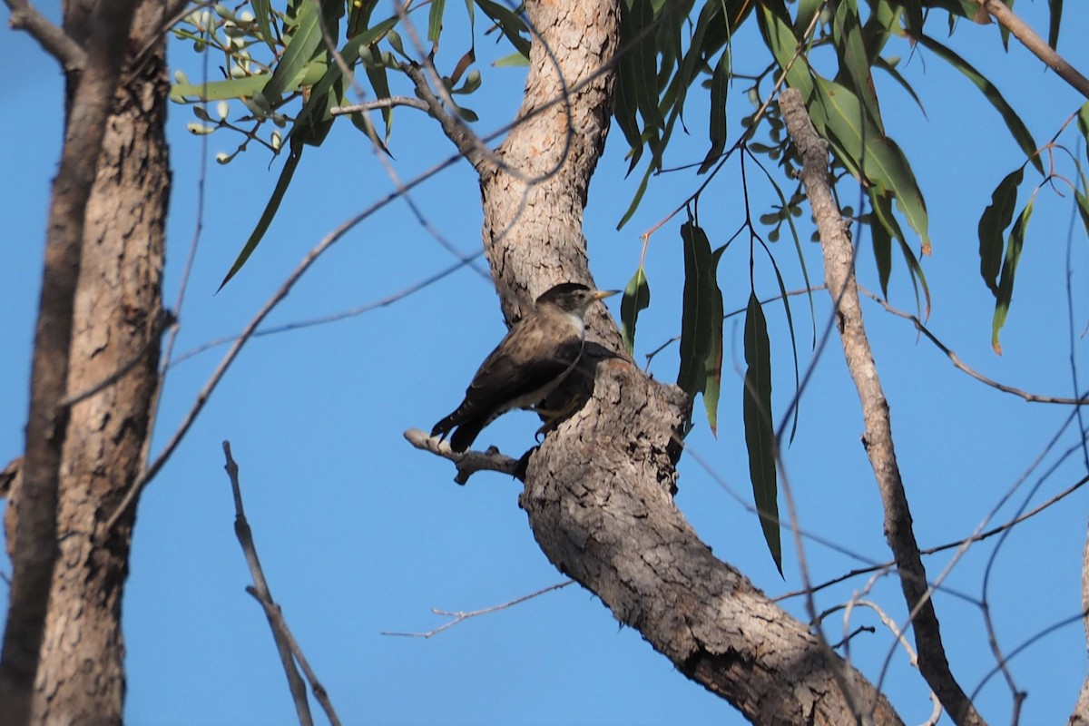 Varied Sittella (White-winged) - ML366404231