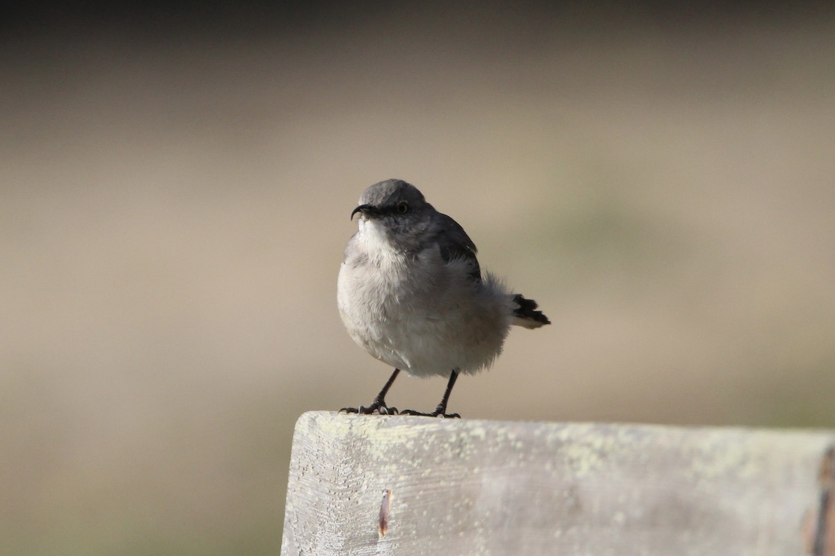 Northern Mockingbird - ML366405441