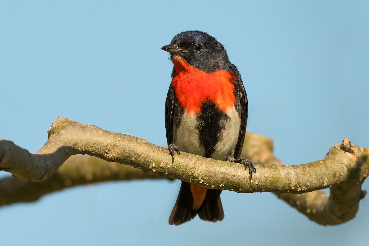 Mistletoebird - ML366406131