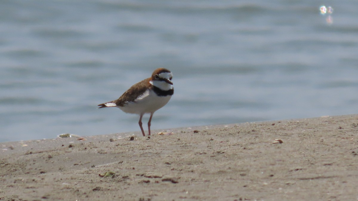 Collared Plover - Leandro Niebles Puello