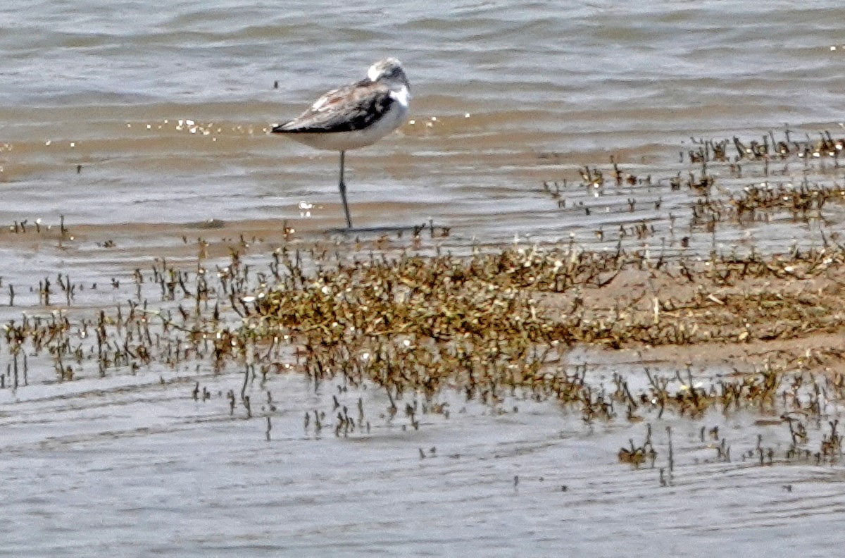 Little Stint - ML366411921