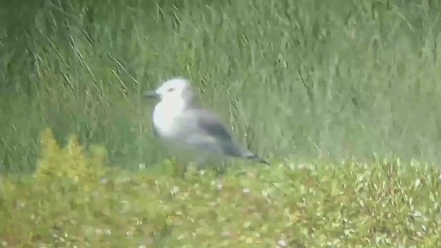 Mouette atricille - ML366413011