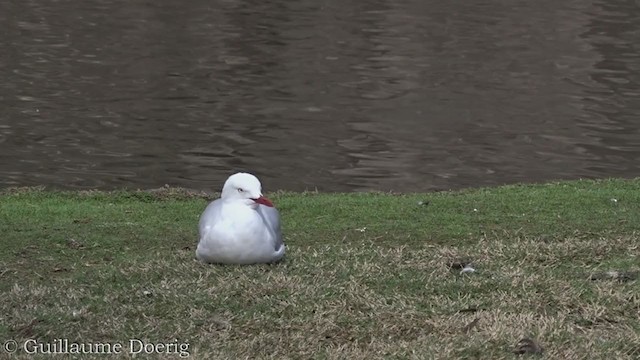 Silver Gull - ML366413591