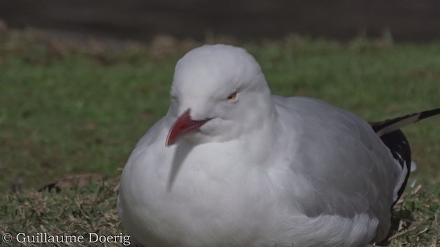 Silver Gull - ML366413661