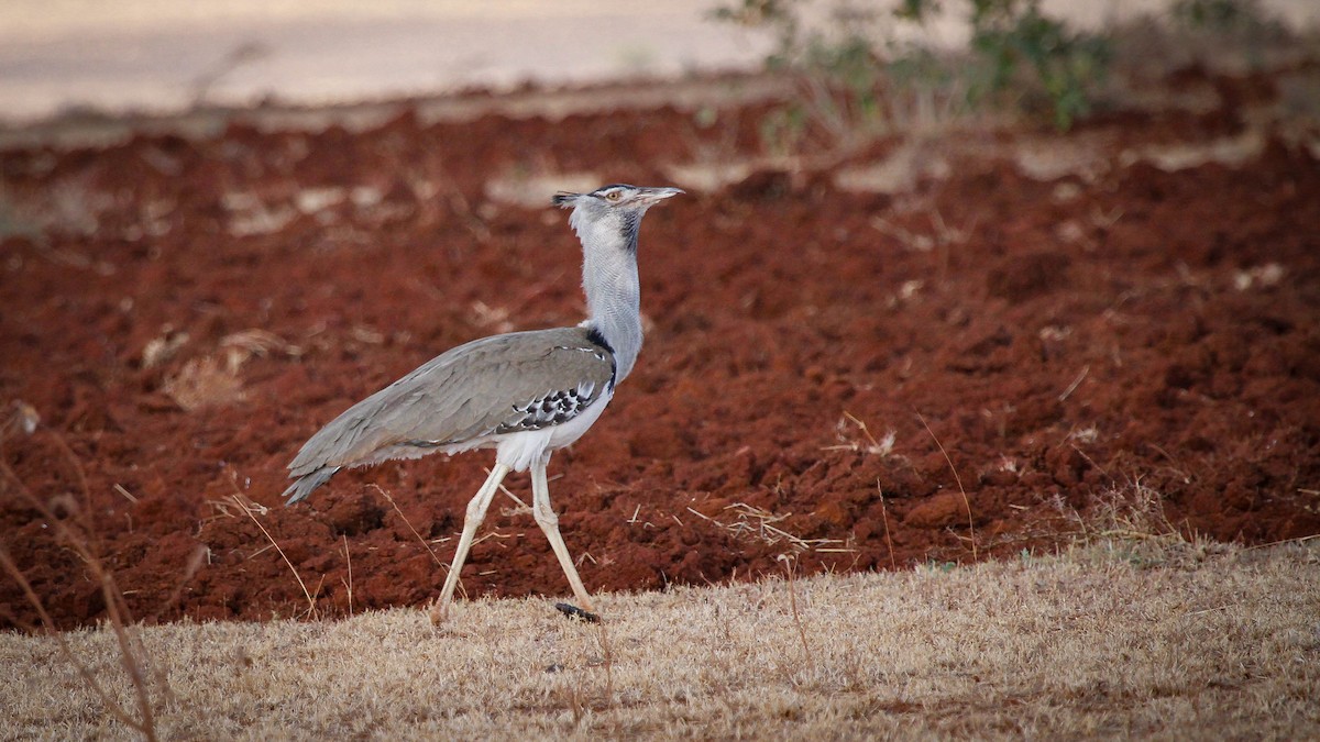 Kori Bustard - Michael Riffel