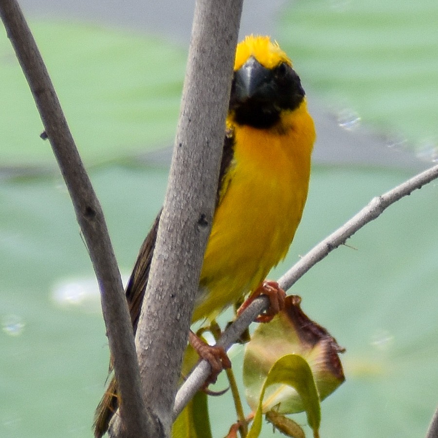 Asian Golden Weaver - ML366414571