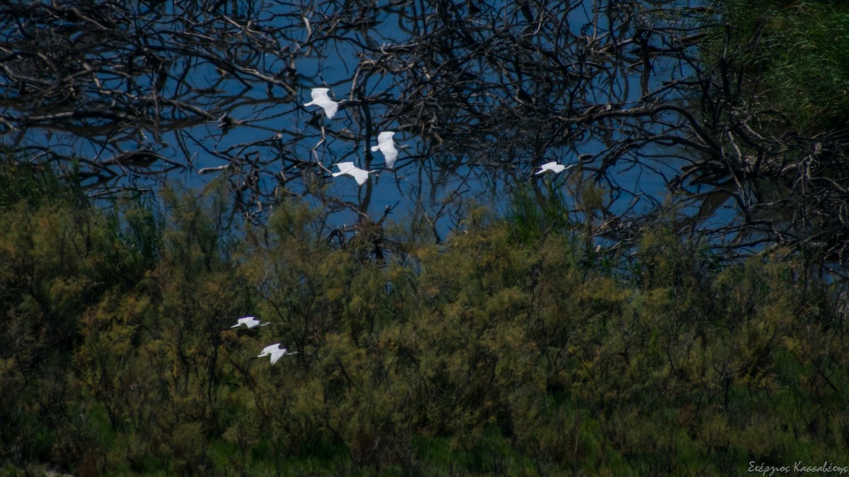 Eurasian Spoonbill - Stergios Kassavetis