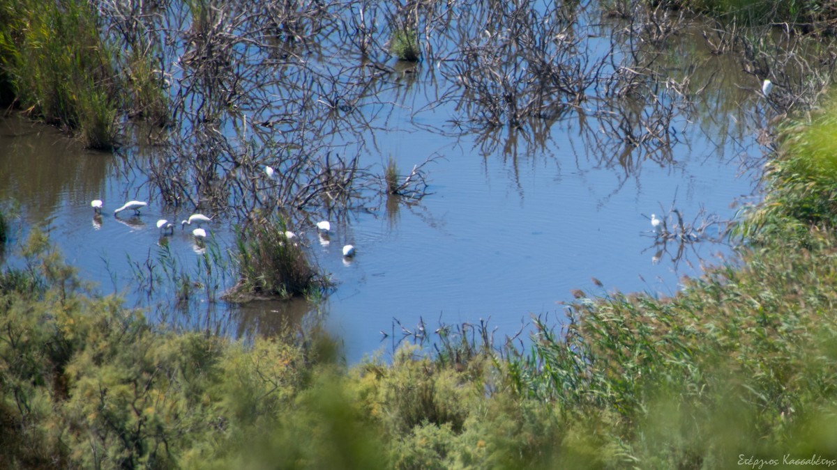 Eurasian Spoonbill - ML366414861