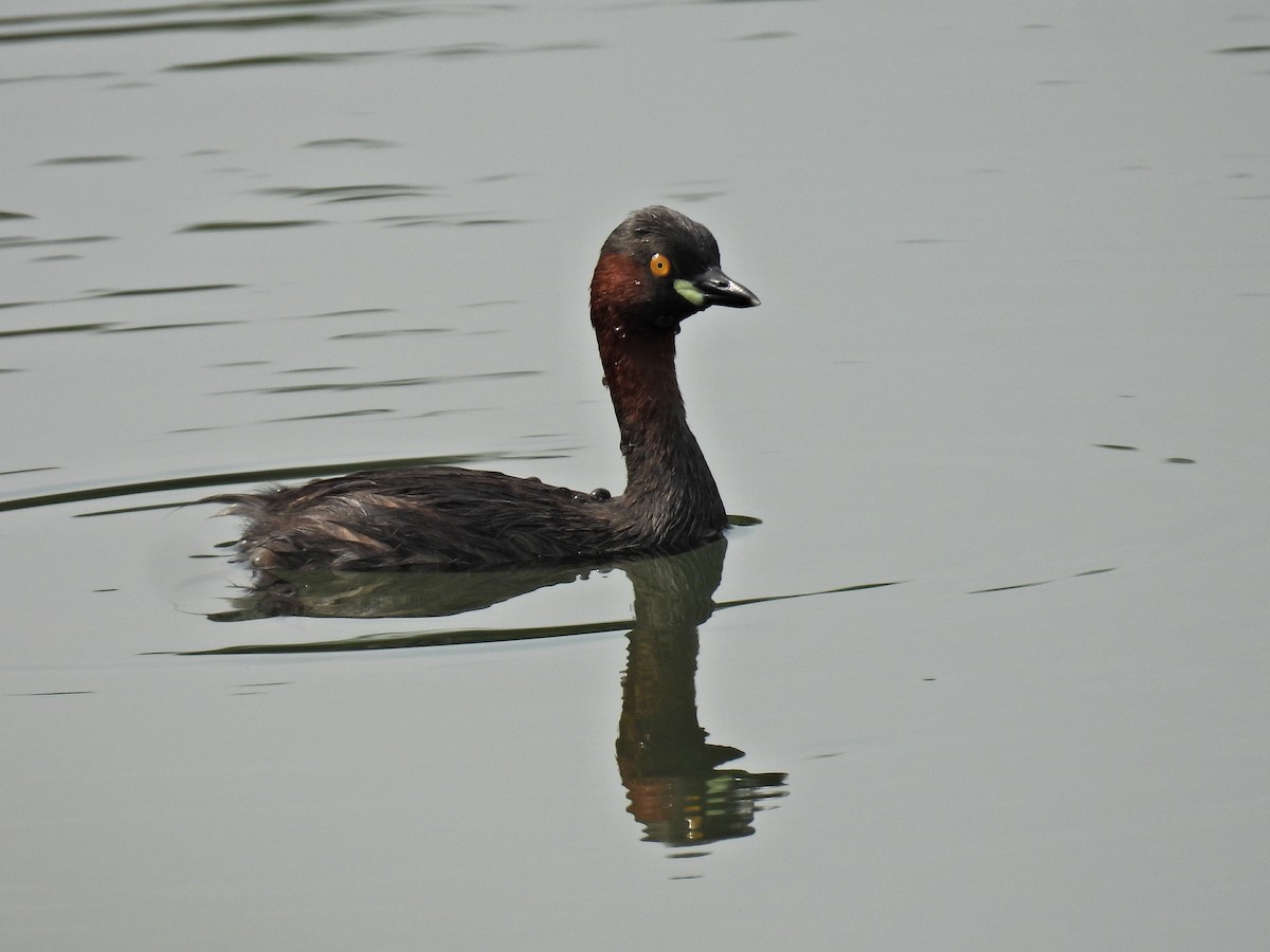 Little Grebe - ML366415331