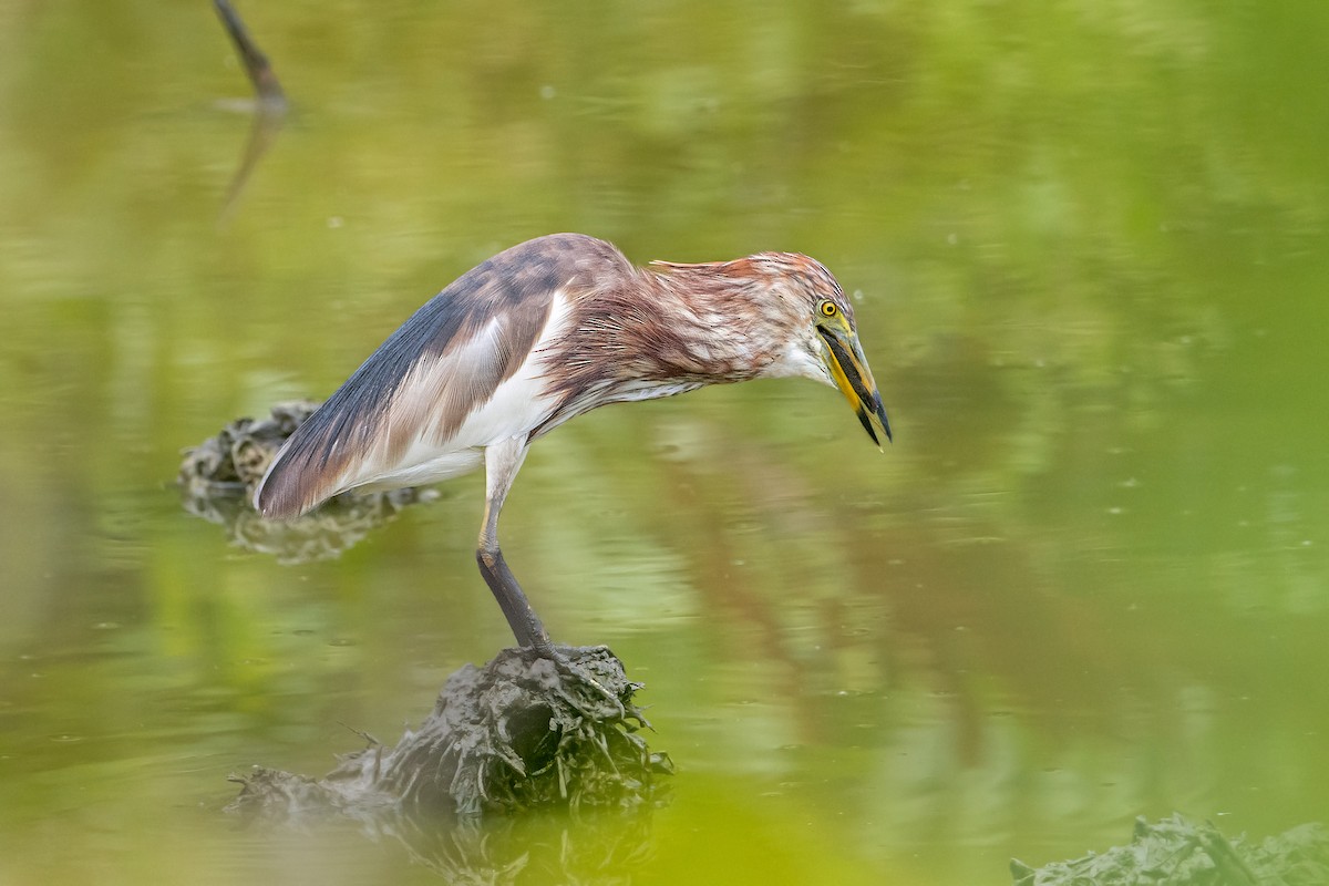 Chinese Pond-Heron - ML366419651