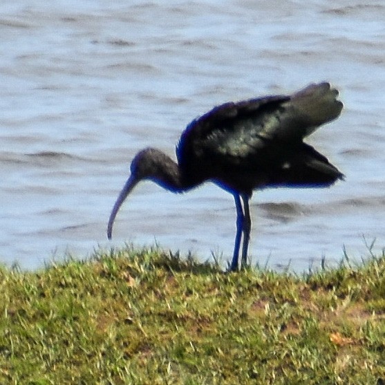 ibis hnědý - ML366419701