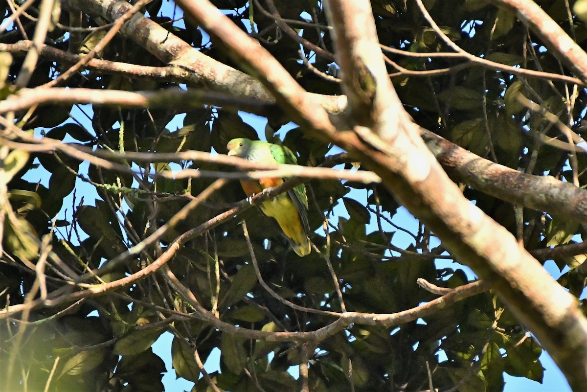 Rose-crowned Fruit-Dove - ML366419901