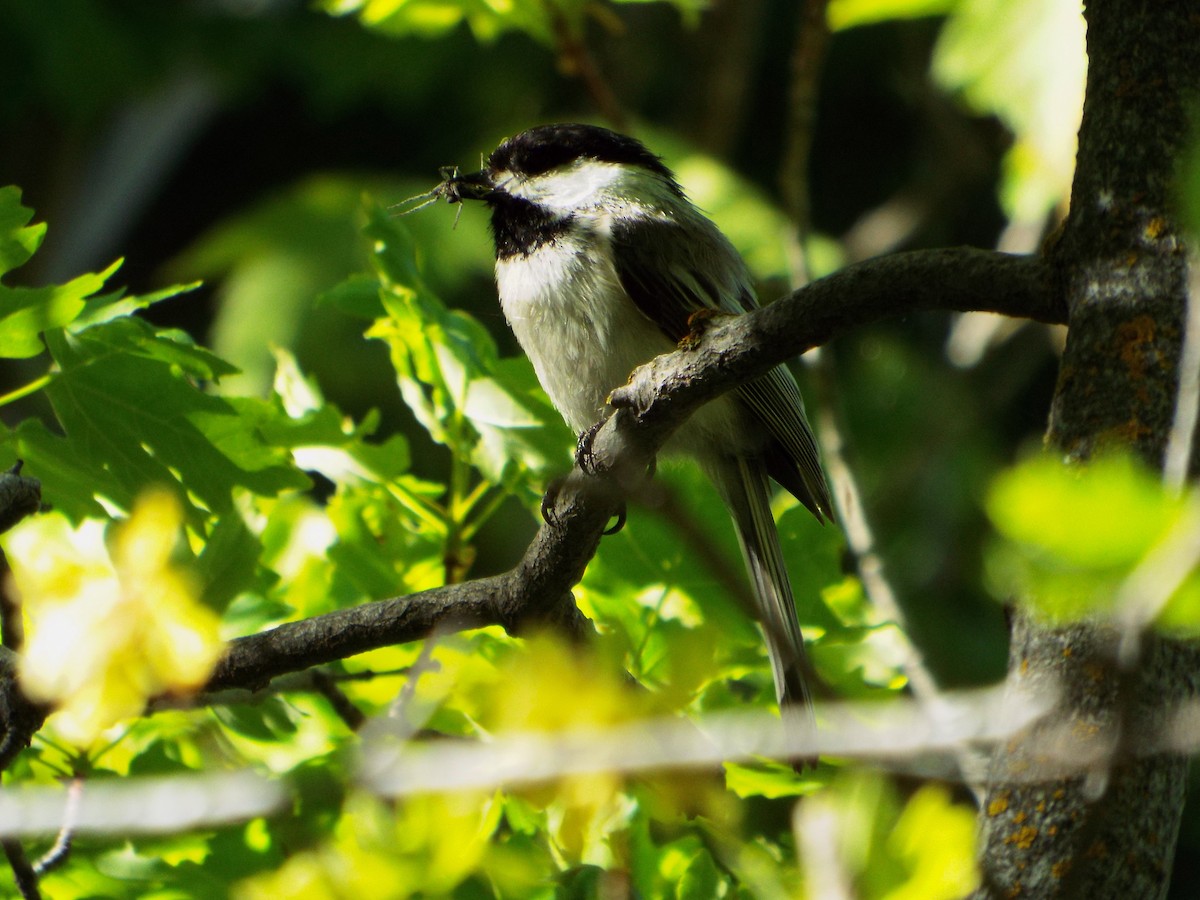 Black-capped Chickadee - ML36642031