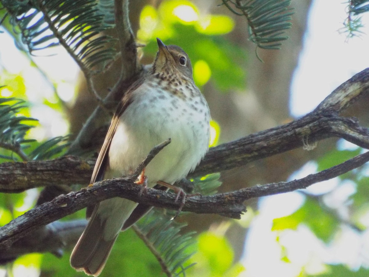 Swainson's Thrush - ML36642111