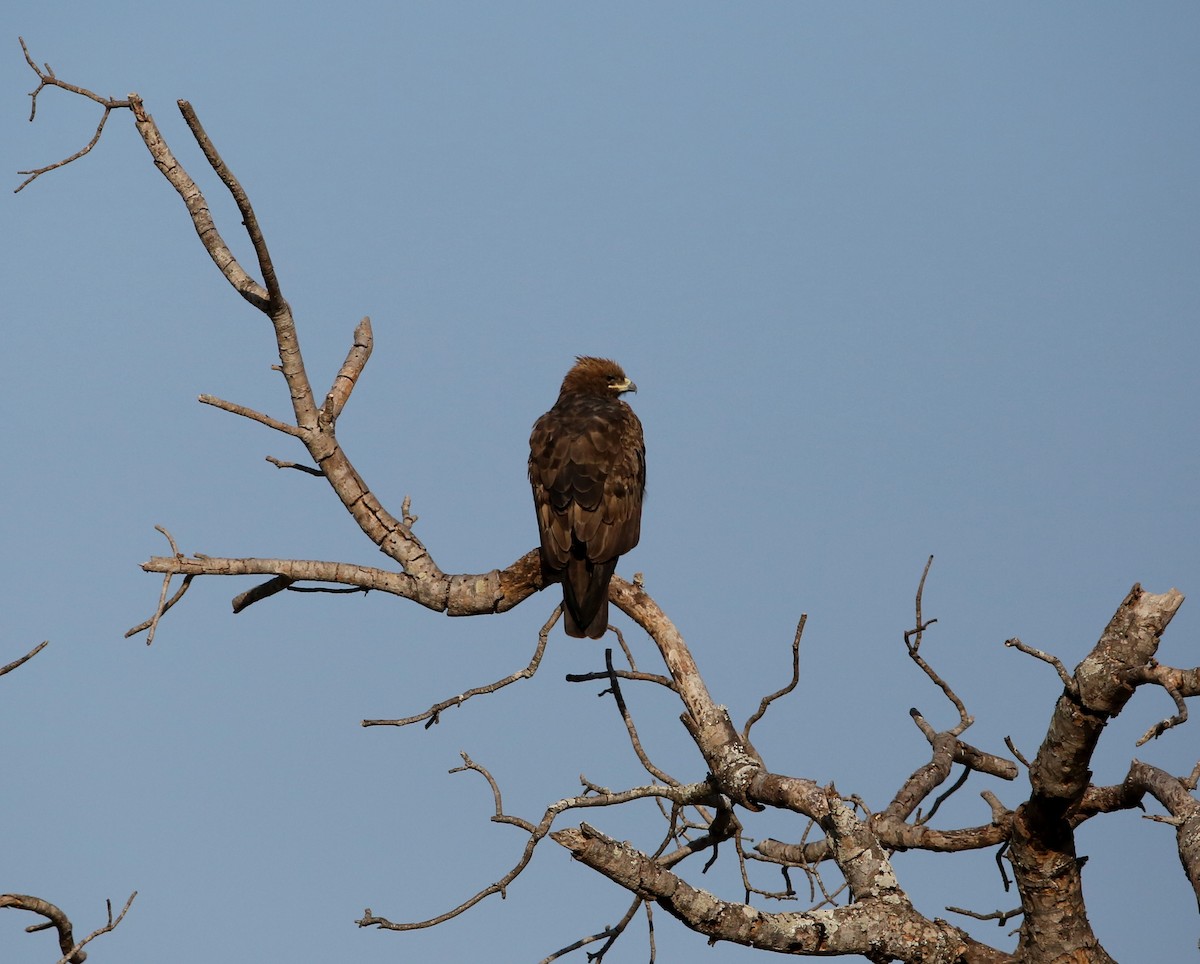 Wahlberg's Eagle - ML366423001