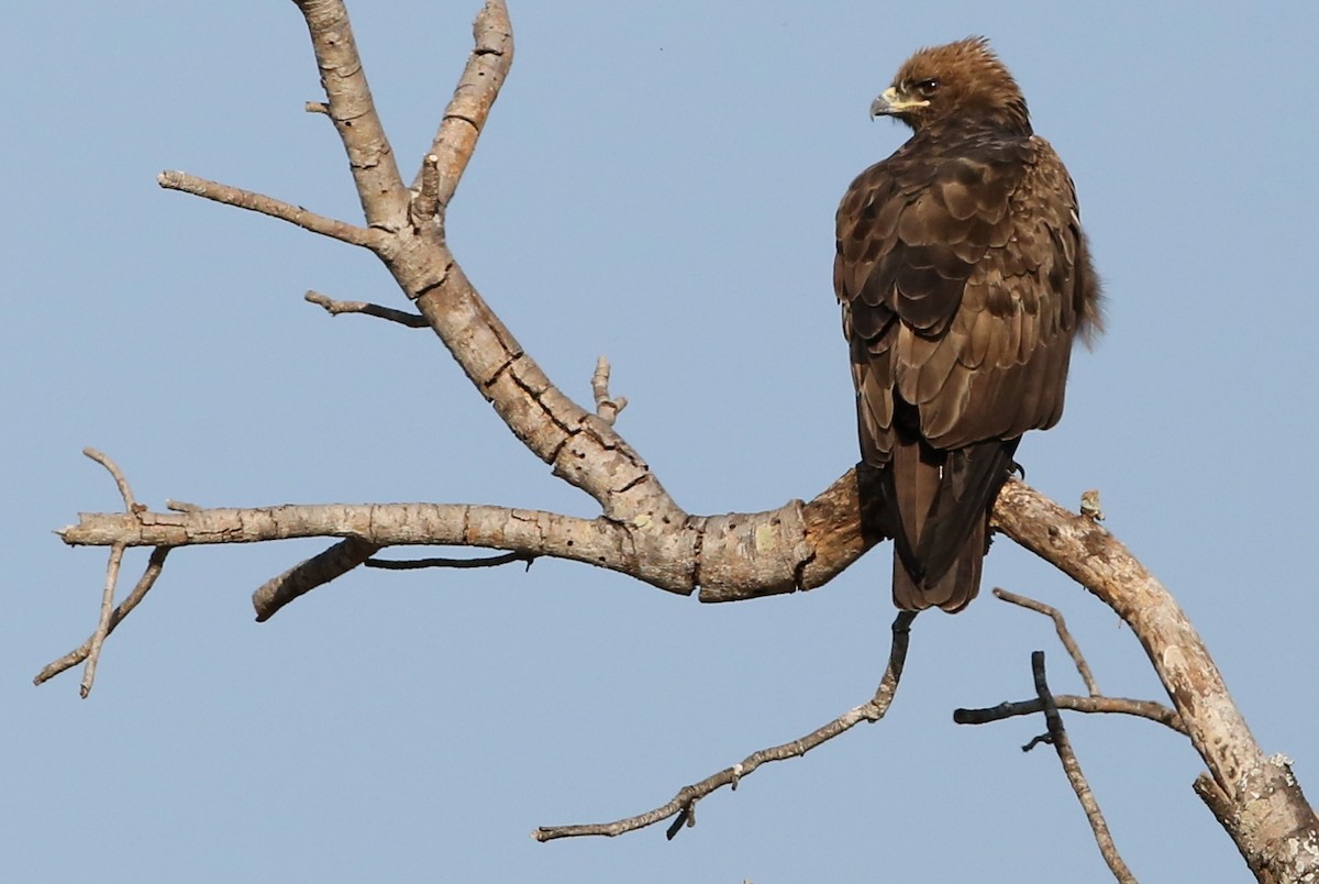 Wahlberg's Eagle - ML366423051